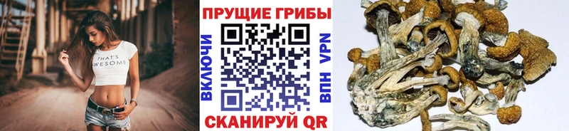 Псилоцибиновые грибы MAGIC MUSHROOMS  Луга 